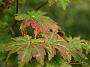 Acer pseudosieboldianum Herbst